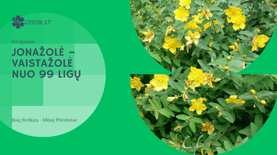 Jonažolė – vaistažolė nuo 99 ligų