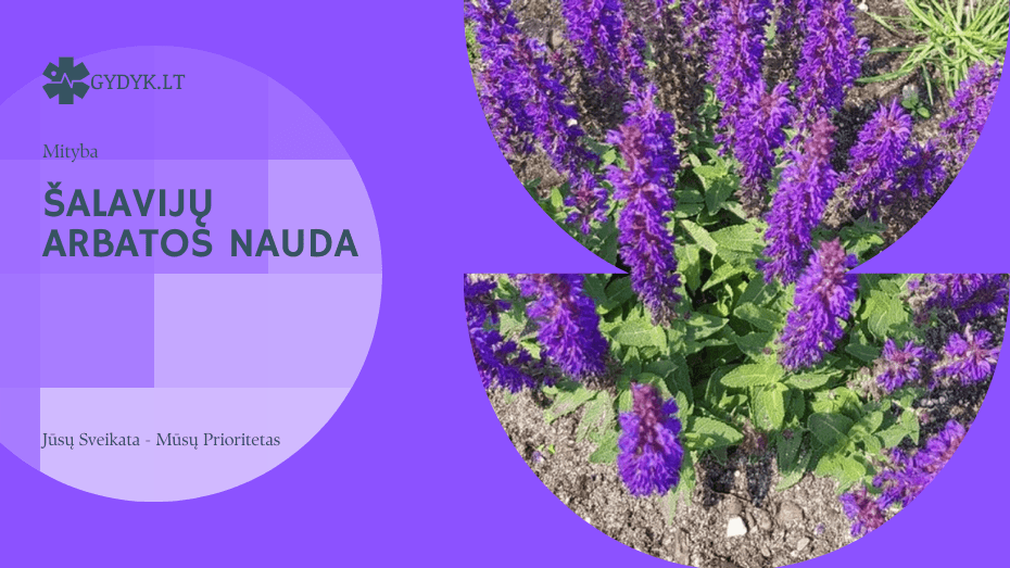 Šalavijų arbatos nauda