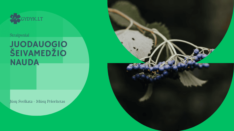 Juodauogio šeivamedžio nauda