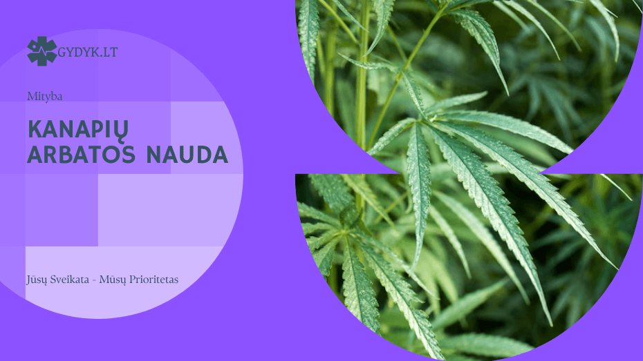 Kanapių arbatos nauda, kaip tinkamai paruošti, šalutinis poveikis ir atsiliepimai kanapiŲ arbatos nauda