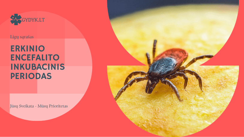 Erkinio encefalito inkubacinis periodas – kiek laiko trunka Erkinio encefalito inkubacinis periodas – kiek laiko trunka