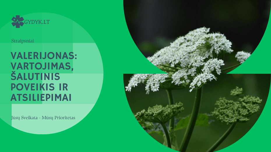 Valerijonas: vartojimas, šalutinis poveikis ir atsiliepimai