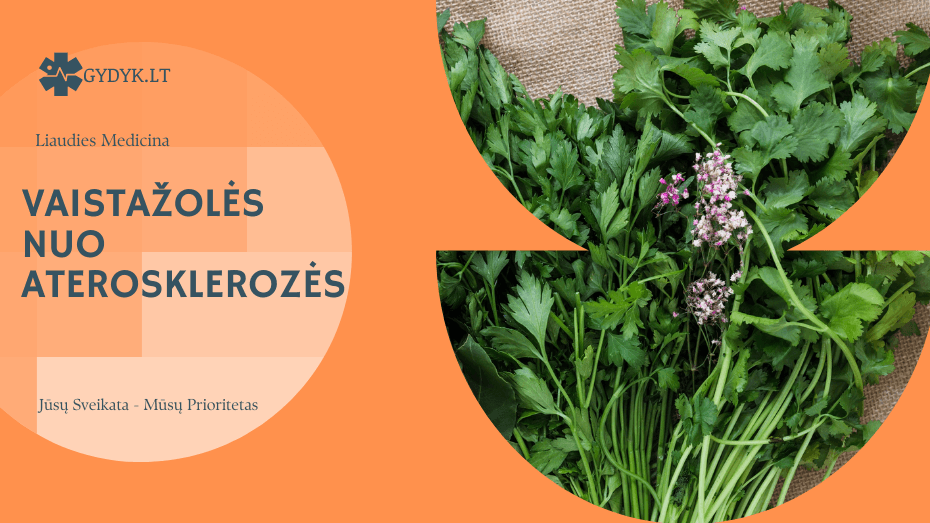 Vaistažolės nuo aterosklerozės