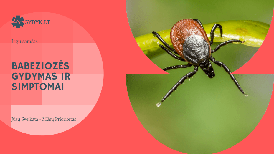 Babeziozės gydymas ir simptomai: kaip atpažinti ir efektyviai gydyti