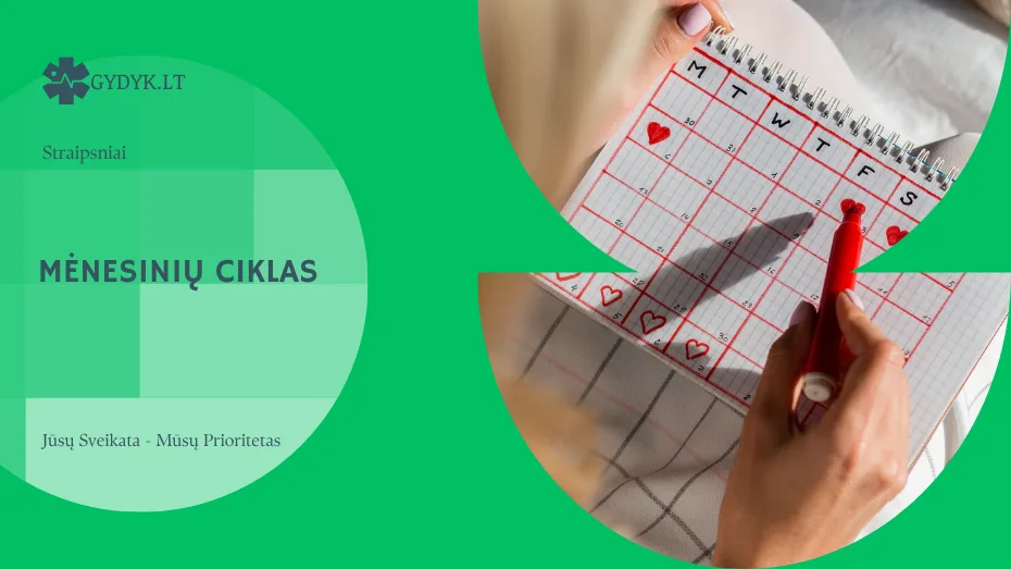 Mėnesinių ciklas: trukmė, fazės ir skaičiavimas